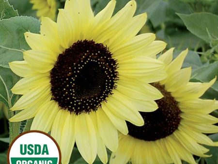 Sunflower, Valentine organic Seeds Cheap