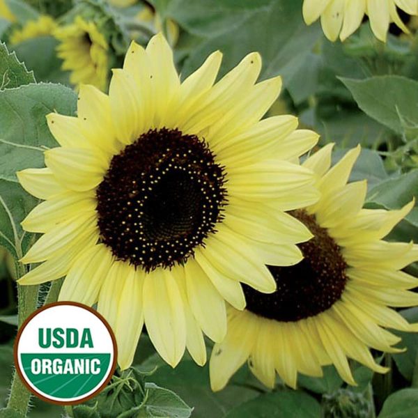 Sunflower, Valentine organic Seeds Cheap