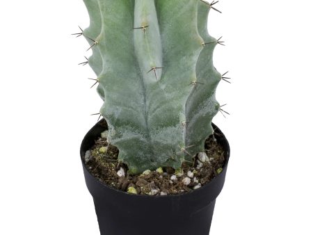 Stenocereus pruinosus  Gray Ghost Cactus  Online