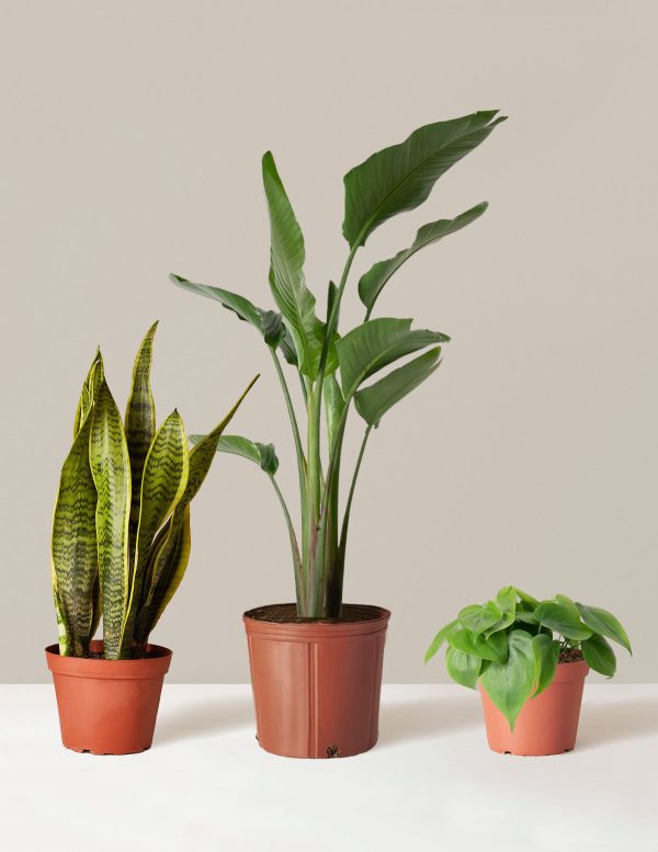 New Digs Plant Trio Online Sale