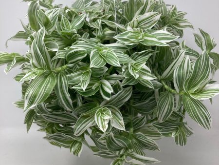 Tradescantia Fluminensis ‘Varigated Wandering Dude’ Fashion