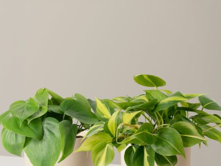 The Trailing Philodendron Duo For Cheap