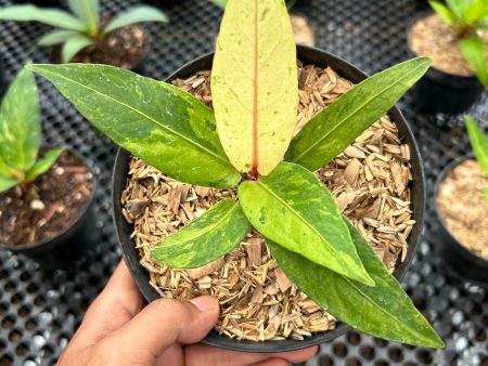 Anthurium  Sweeta Pink  variegated *Preorder* (5732P:G) Hot on Sale