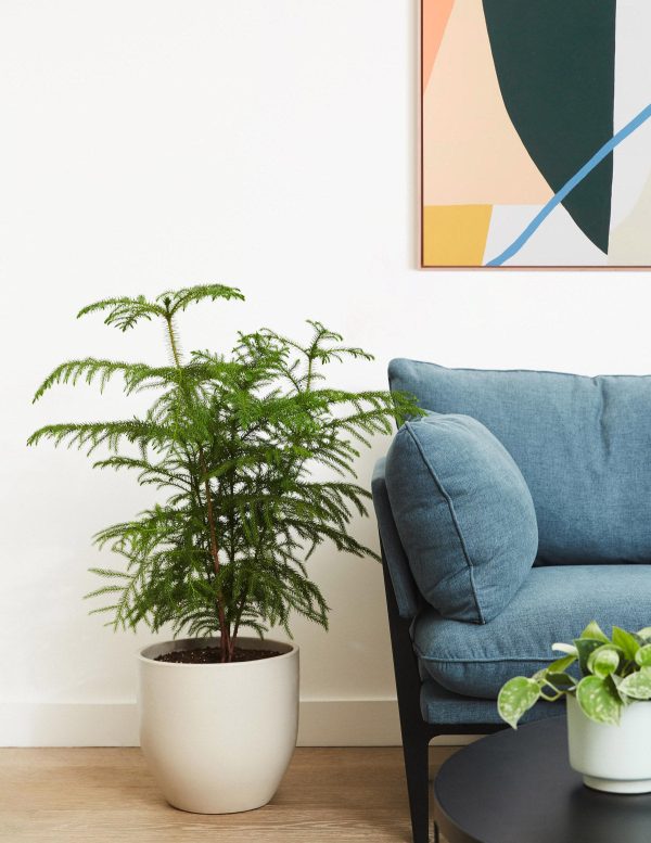 Norfolk Island Pine For Cheap