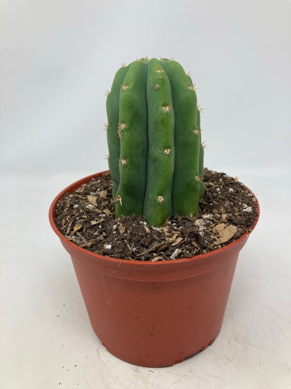 Echinopsis Pachanoi  San Pedro Cactus  Discount