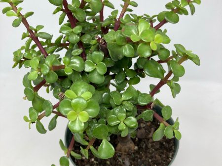 Portulacaria Afra  Elephant Jade  Online