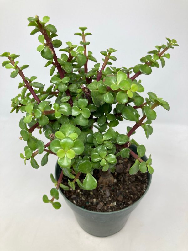 Portulacaria Afra  Elephant Jade  Online