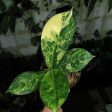 Dieffenbachia  Big Ben  variegated *Preorder* (5733P:G) Cheap