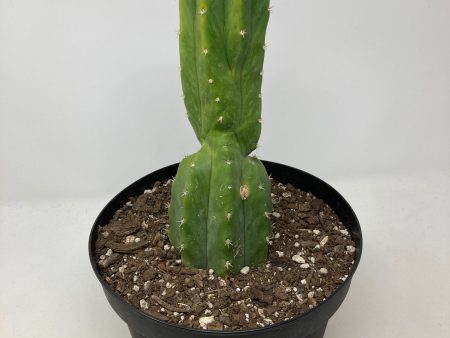 Echinopsis Pachanoi  San Pedro Cactus  Discount