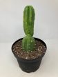 Echinopsis Pachanoi  San Pedro Cactus  Discount