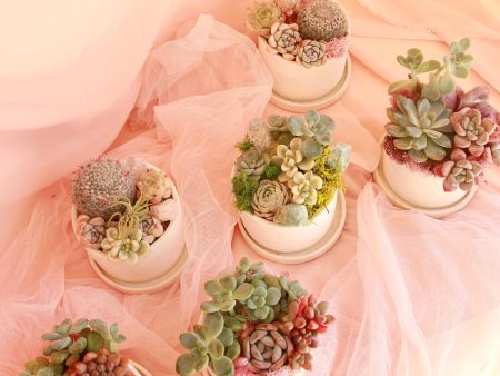 *Magical* Succulent Bowl For Discount