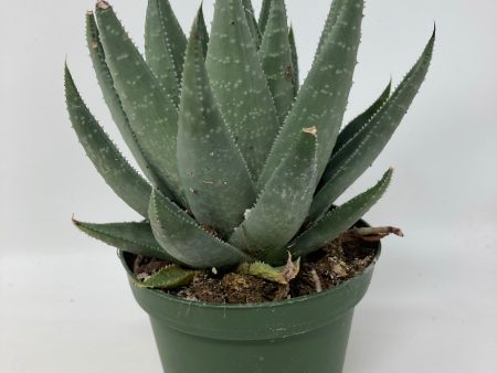 Haworthia  Savanna  Cheap