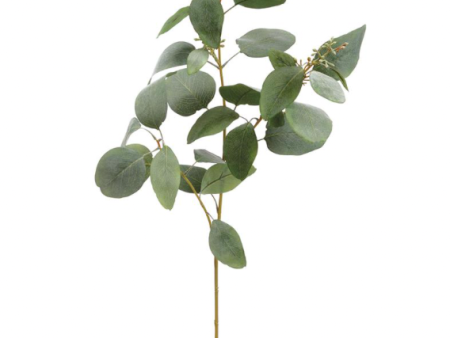 40  EUCALYPTUS BRANCH Online