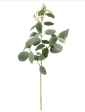 40  EUCALYPTUS BRANCH Online