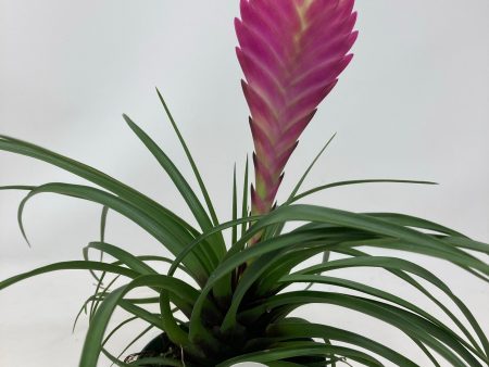 Tillandsia Cyanea  Pink Quill Air Plant  Online