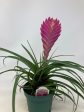 Tillandsia Cyanea  Pink Quill Air Plant  Online