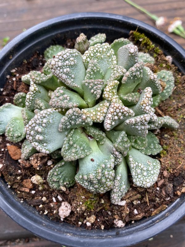 Titanopsis Calcarea  Concrete Leaf  Cheap