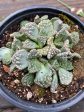 Titanopsis Calcarea  Concrete Leaf  Cheap