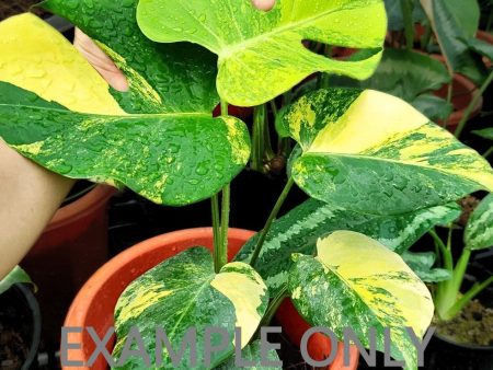 Monstera deliciosa  Yellow Marilyn  variegated TC Plantlet (2:S66) [1912] | Exact Plant Online Hot Sale