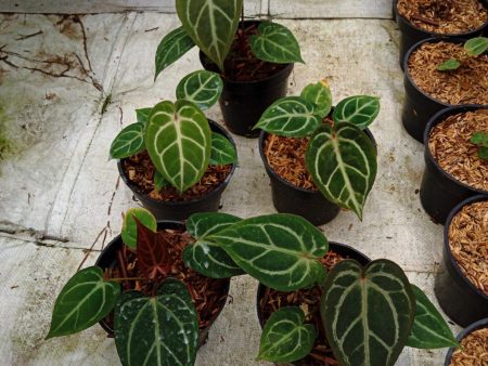 Anthurium  Dorayaki MBR  ×  Red Crystallinum  MD *Preorder* (5797P:G) Online Hot Sale