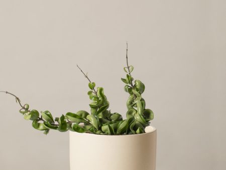 Hoya  Rope  Online Sale