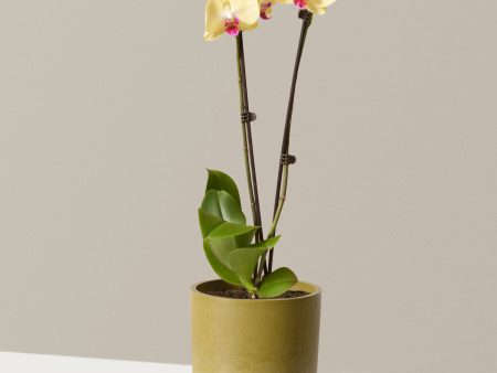 Yellow Orchid For Discount