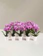 Orchid Party Pack, Set of 20 Discount