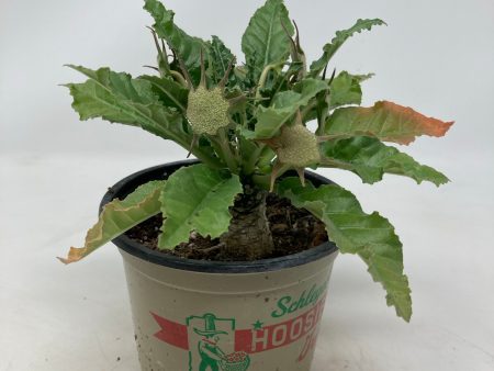 Dorstenia foetida Online now