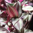 Tradescantia zebrina  Red  Supply