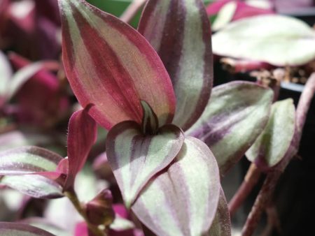 Tradescantia zebrina  Red  Supply