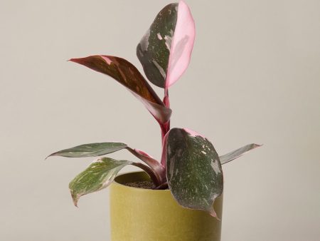 Philodendron Pink Princess Hot on Sale