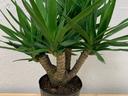 Yucca Gigantea  Yucca  Online now