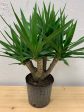 Yucca Gigantea  Yucca  Online now