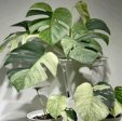 Monstera deliciosa  Mint  variegated TC Plantlet *Preorder* (6309P:3) Sale