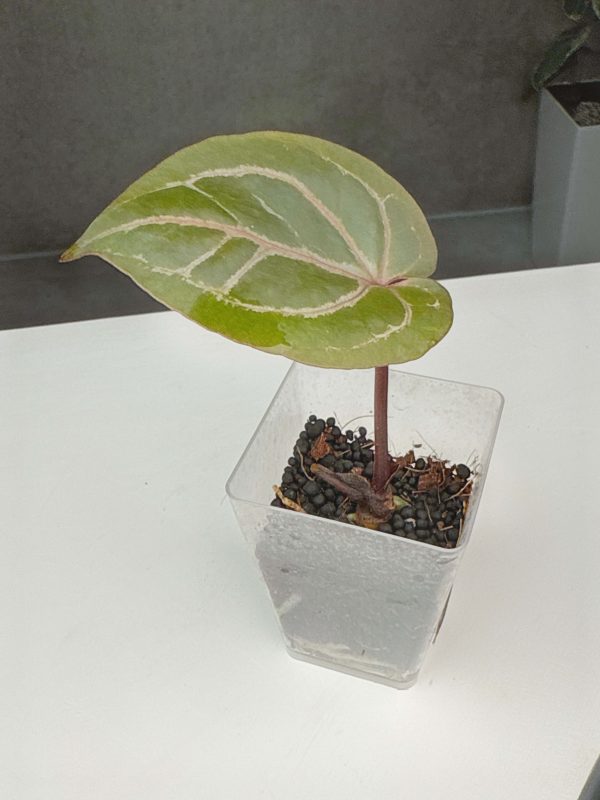 Anthurium  Dorayaki MBR  ×  Red Crystallinum  MD (3:T4) [1717] | Exact Plant Sale