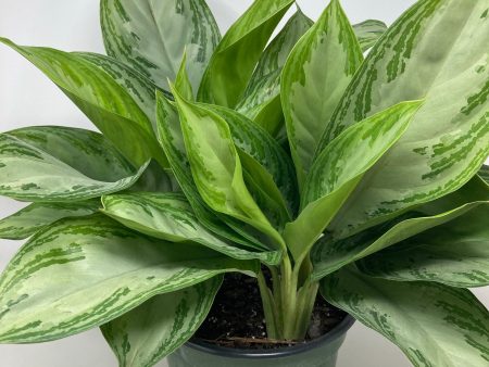 Aglaonema  Silver Bay  Online Sale