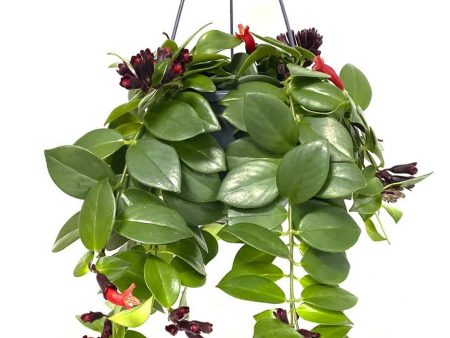 Aeschynanthus  Lipstick Plant Mona Lisa  Sale