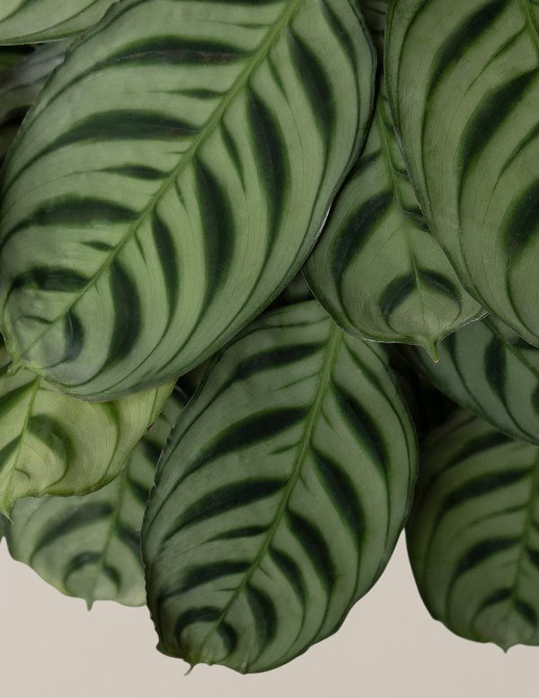 Calathea Burle Marx Hanging Basket For Sale