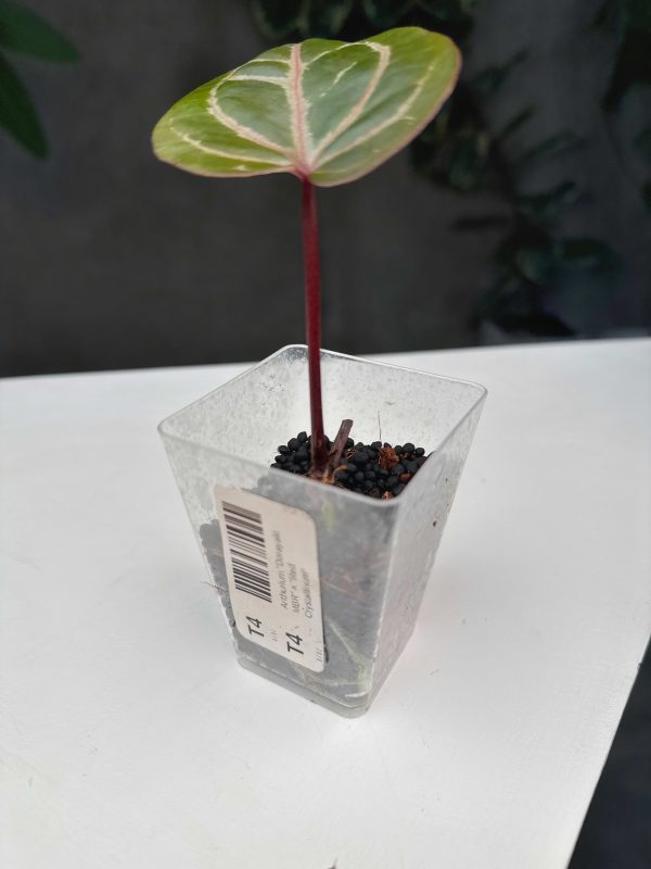 Anthurium  Dorayaki MBR  ×  Red Crystallinum  MD (3:T4) [1717] | Exact Plant Sale