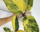 Philodendron  Yellow Congo  variegated TC plantlet *Preorder* (3839P:2) Fashion