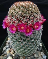 Mammillaria matudae  Thumb Cactus  Cheap