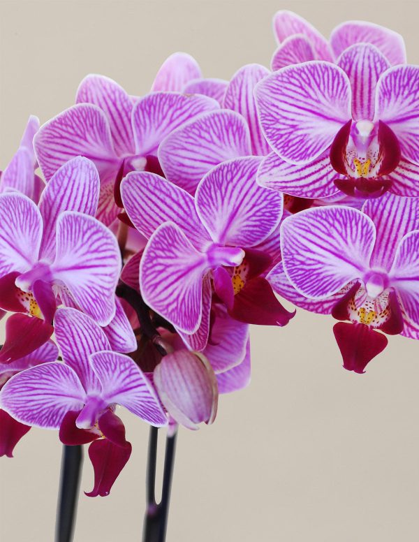 Petite Pink Orchid Supply