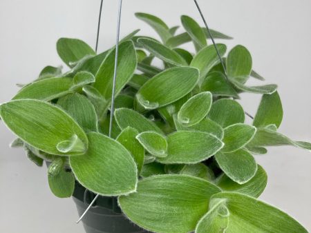 Tradescantia Sillamontana  White Velvet  Online Sale