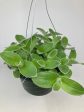 Tradescantia Sillamontana  White Velvet  Online Sale