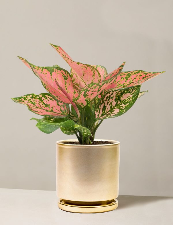 Aglaonema Wishes For Cheap