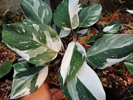 Philodendron  White Knight Marble  variegated *Preorder* (5657P:3) Sale