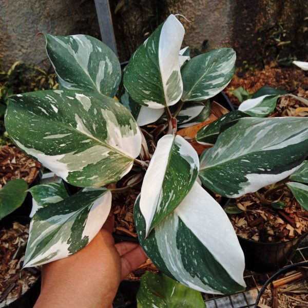 Philodendron  White Knight Marble  variegated *Preorder* (5657P:3) Sale