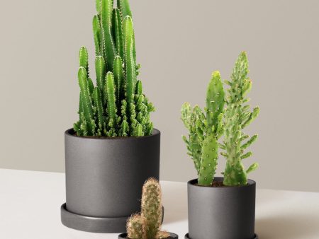 Desert Garden Cacti Trio Online now