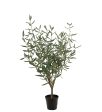 Olea europaea  Olive Tree  Online now