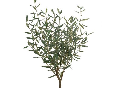 Olea europaea  Olive Tree  Online now